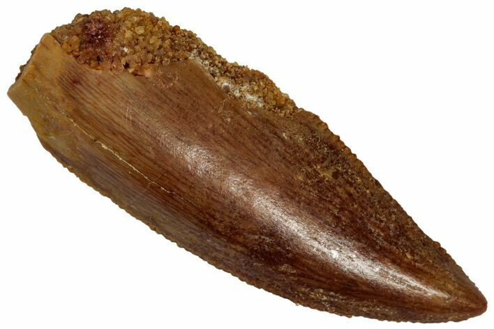 Serrated Raptor Tooth - Real Dinosaur Tooth #332200